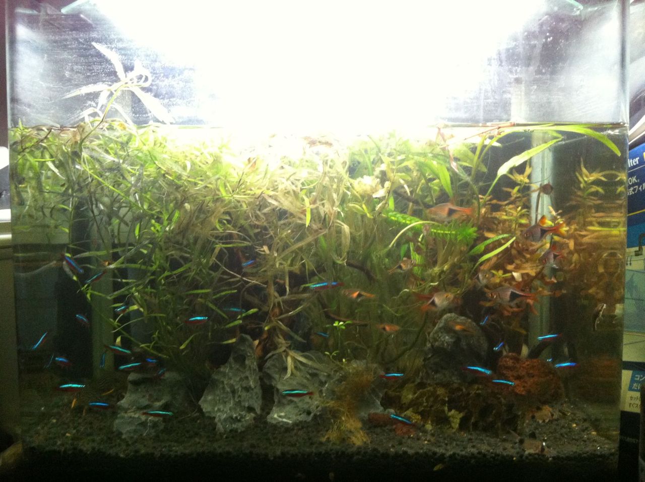 熱帯魚水槽 深夜の大仕事 my life my hobby 熱帯魚水槽 深夜の大仕事 my life my hobby