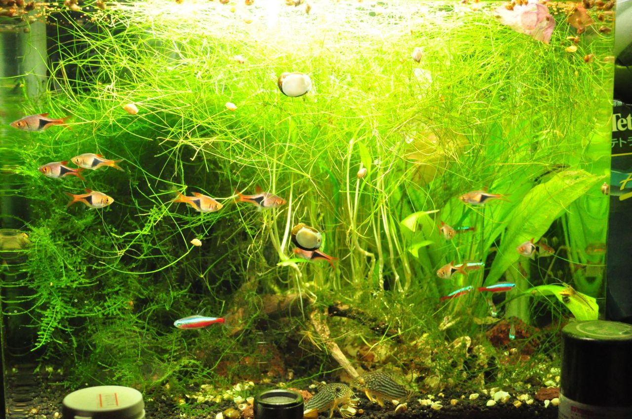 暑さと水槽掃除で思う事 ｍｙ ｌｉｆｅ ｍｙ ｈｏｂｂｙ