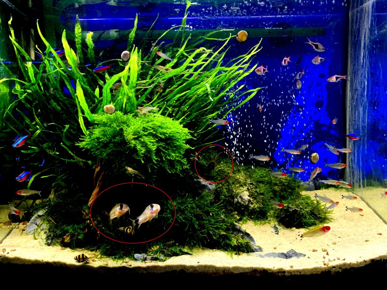 my life my hobby 熱帯魚水草水槽 my life my hobby 熱帯魚水草水槽