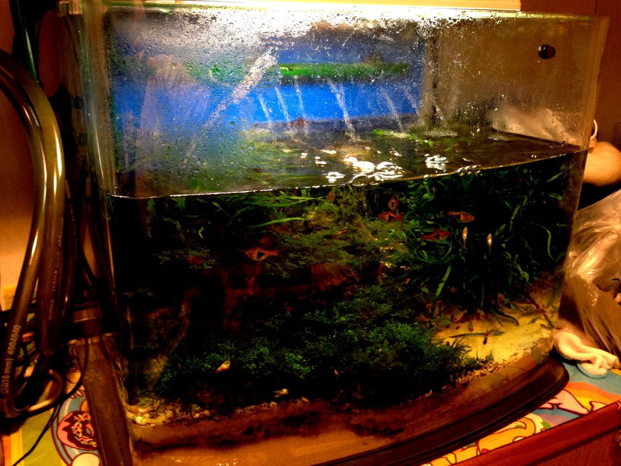 備忘録 大晦日の水槽掃除 ｍｙ ｌｉｆｅ ｍｙ ｈｏｂｂｙ
