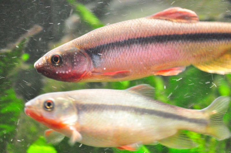 ヌマムツの婚姻色タイプも色々 ｍｙ ｌｉｆｅ ｍｙ ｈｏｂｂｙ