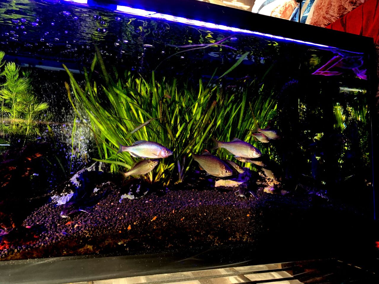 徹夜明けの水換え タナゴ水槽 ｍｙ ｌｉｆｅ ｍｙ ｈｏｂｂｙ