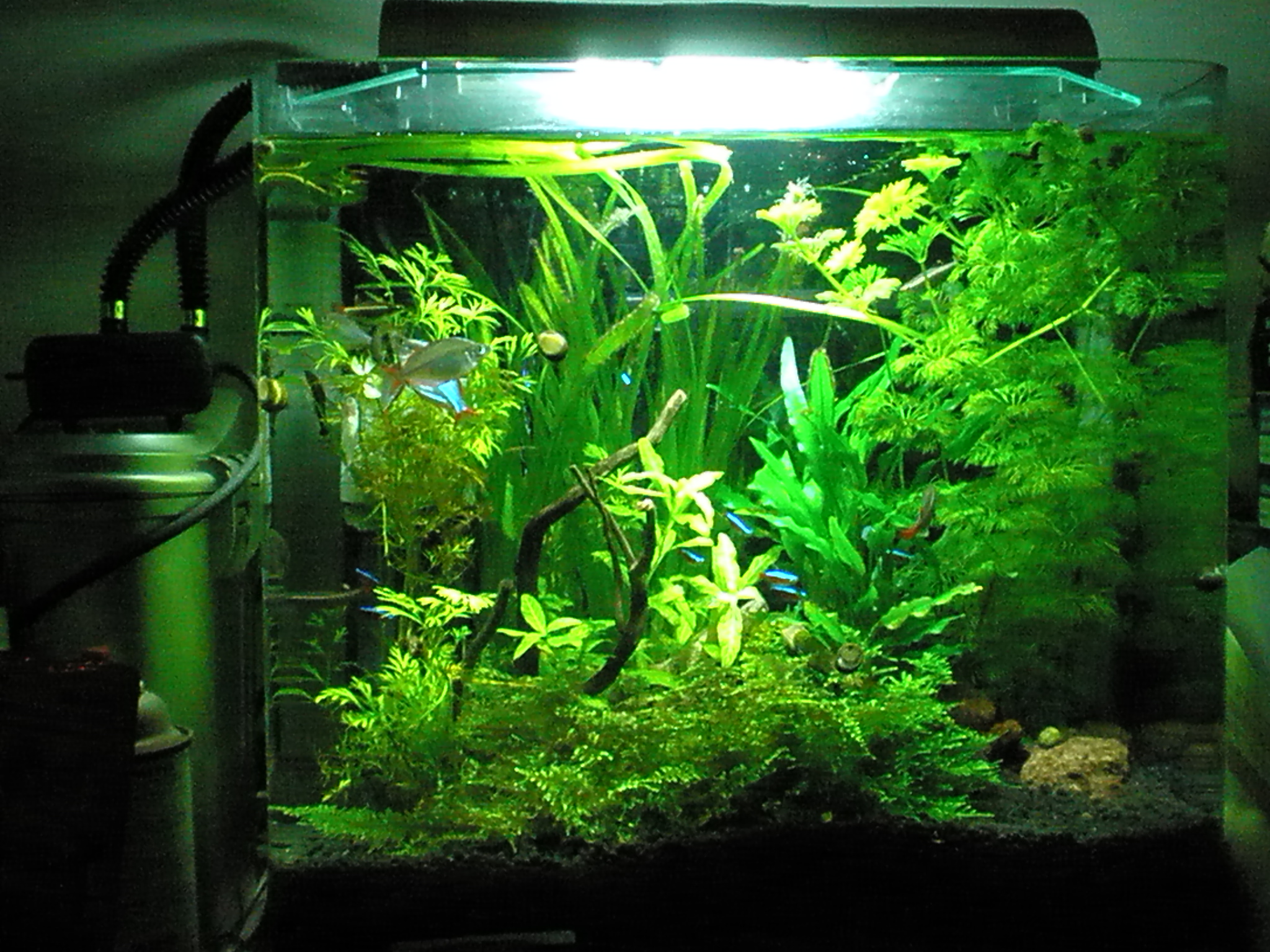 09年10月16日 水槽手入れ 熱帯魚水槽編 ｍｙ ｌｉｆｅ ｍｙ ｈｏｂｂｙ