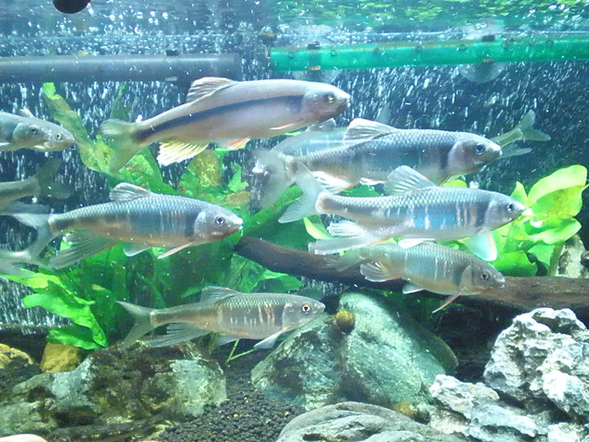 09年11月6日 水と餌の管理 ｍｙ ｌｉｆｅ ｍｙ ｈｏｂｂｙ