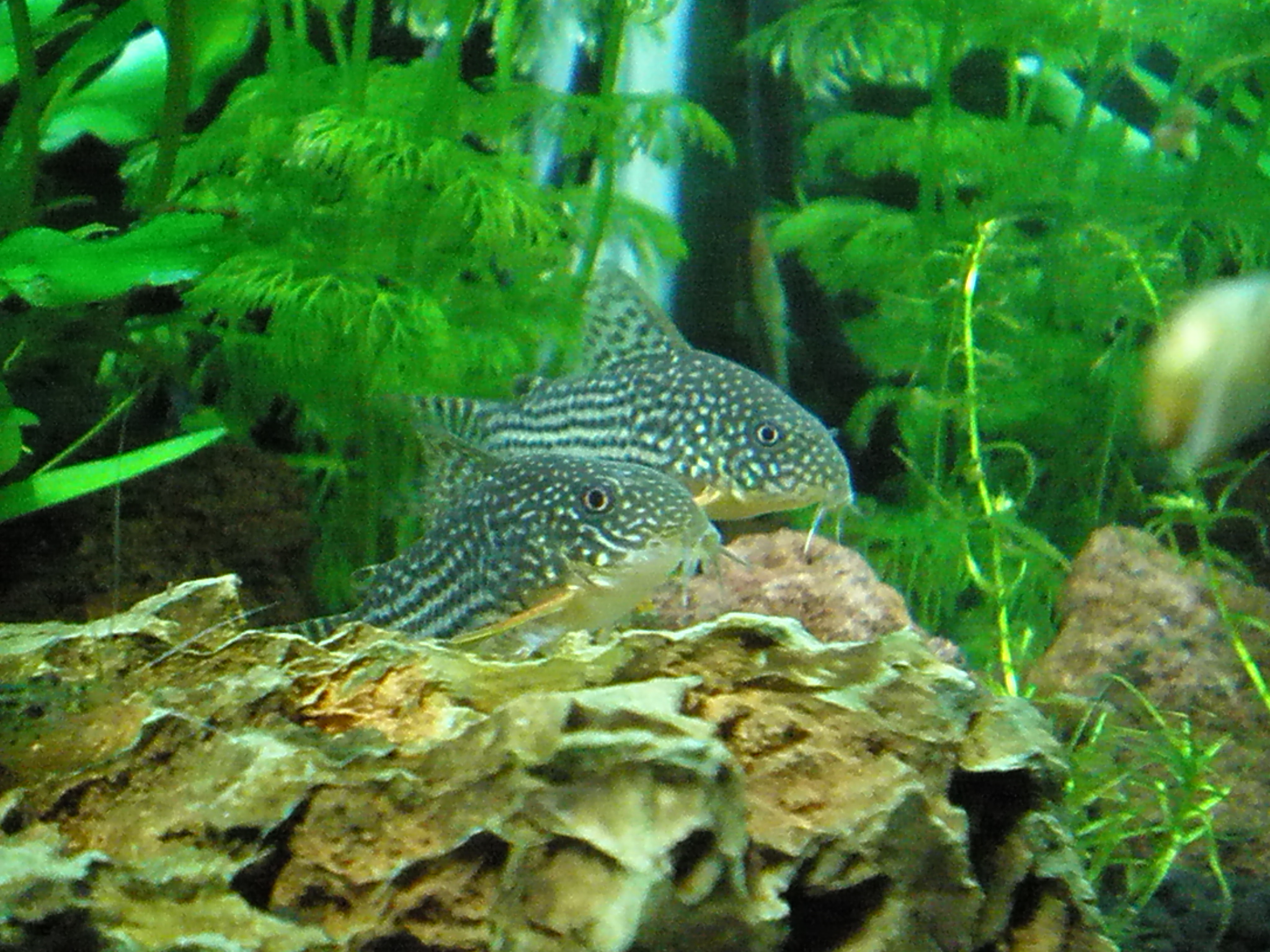 09年11月12日 熱帯魚の近況 ｍｙ ｌｉｆｅ ｍｙ ｈｏｂｂｙ