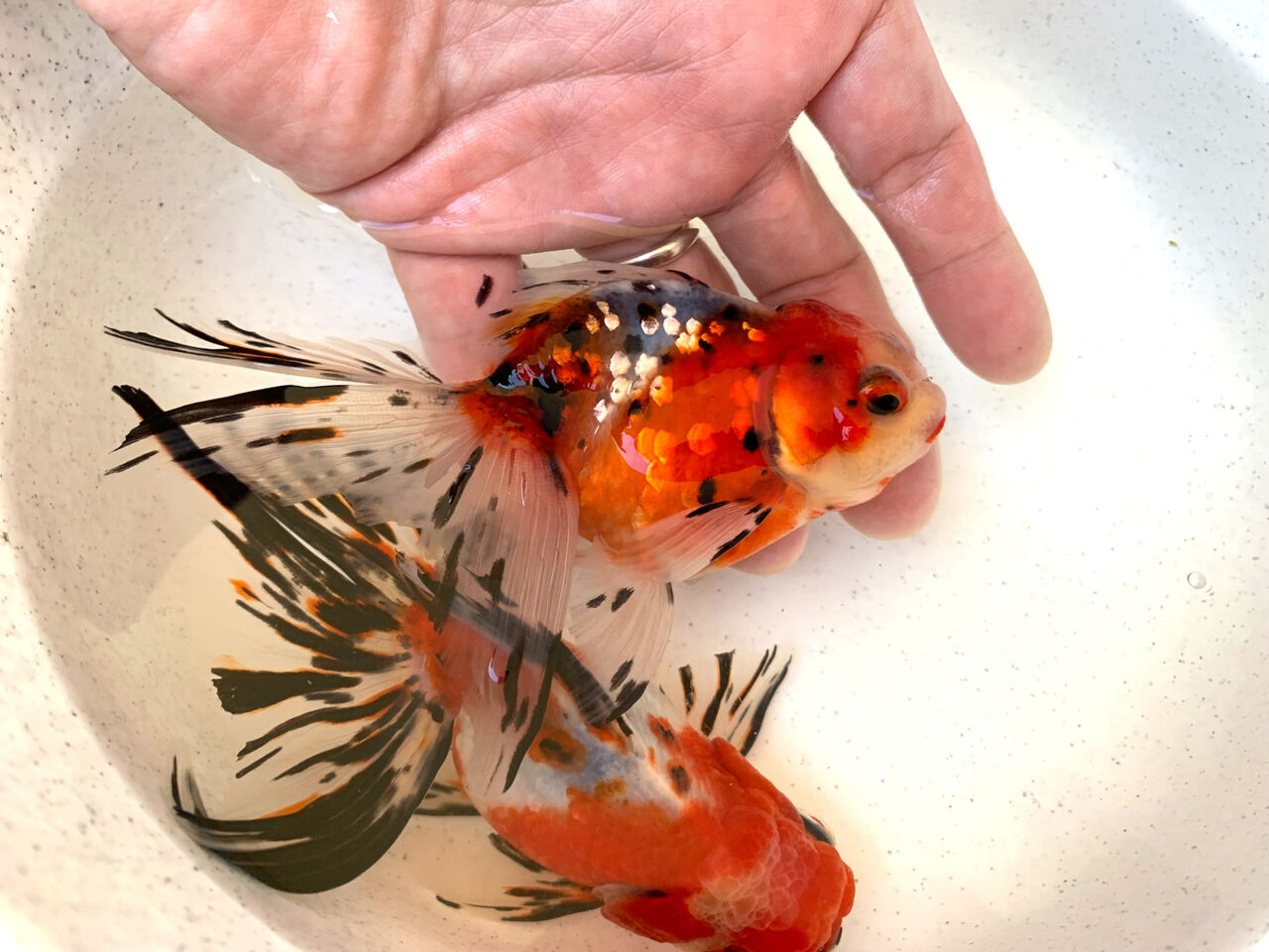 金魚観察 東錦 ｍｙ ｌｉｆｅ ｍｙ ｈｏｂｂｙ