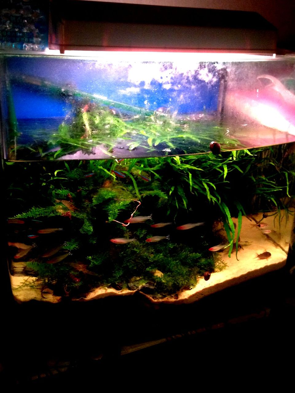 放置された熱帯魚水槽と対応後の観賞 my life my hobby 放置された熱帯魚水槽と対応後の観賞 my life my hobby