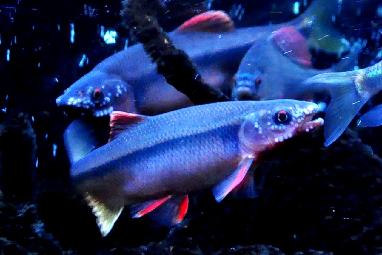 ヌマムツの婚姻色 初めて３匹同時発色 ｍｙ ｌｉｆｅ ｍｙ ｈｏｂｂｙ