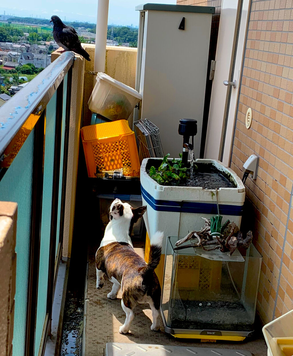 訪問者は人と犬にも my life my hobby 訪問者は人と犬にも my life my hobby