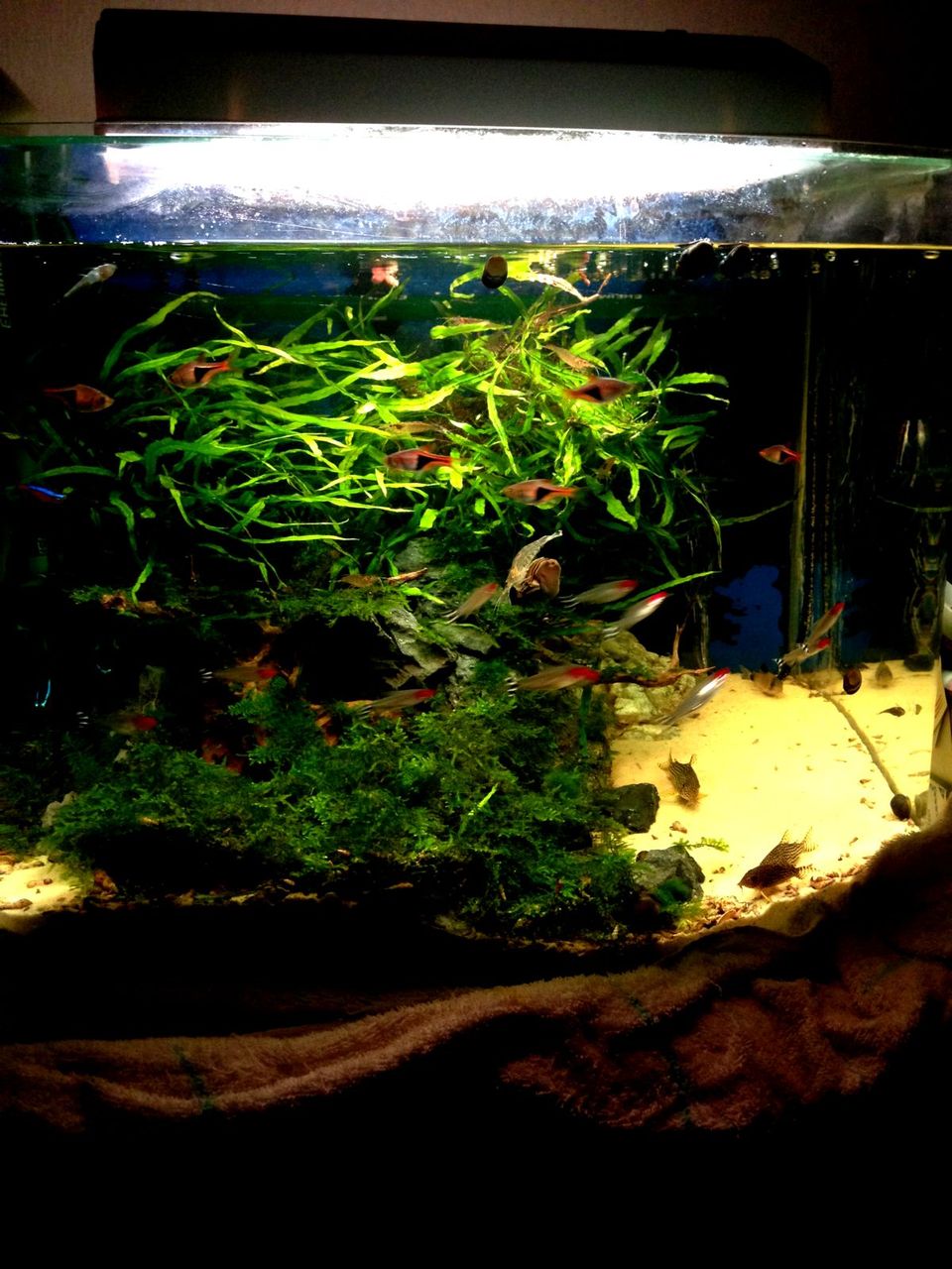 熱帯魚水槽の昨日 今日 ｍｙ ｌｉｆｅ ｍｙ ｈｏｂｂｙ