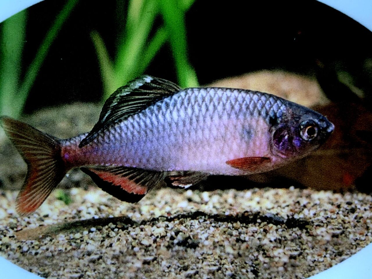 さいたま水族館 流す様に見た下流 外来魚編 ｍｙ ｌｉｆｅ ｍｙ ｈｏｂｂｙ