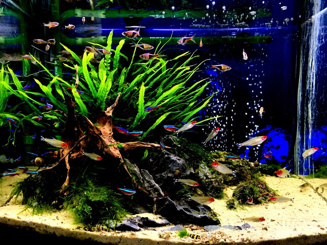 アオミドロ地獄からの生還と水草成長 ｍｙ ｌｉｆｅ ｍｙ ｈｏｂｂｙ