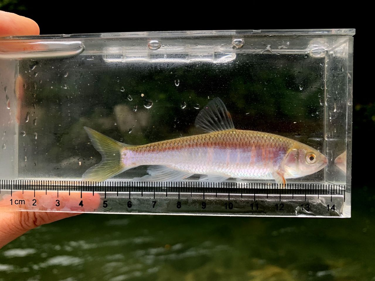 魚は何処へ 槻川編 my life my hobby 魚は何処へ 槻川編 my life my hobby