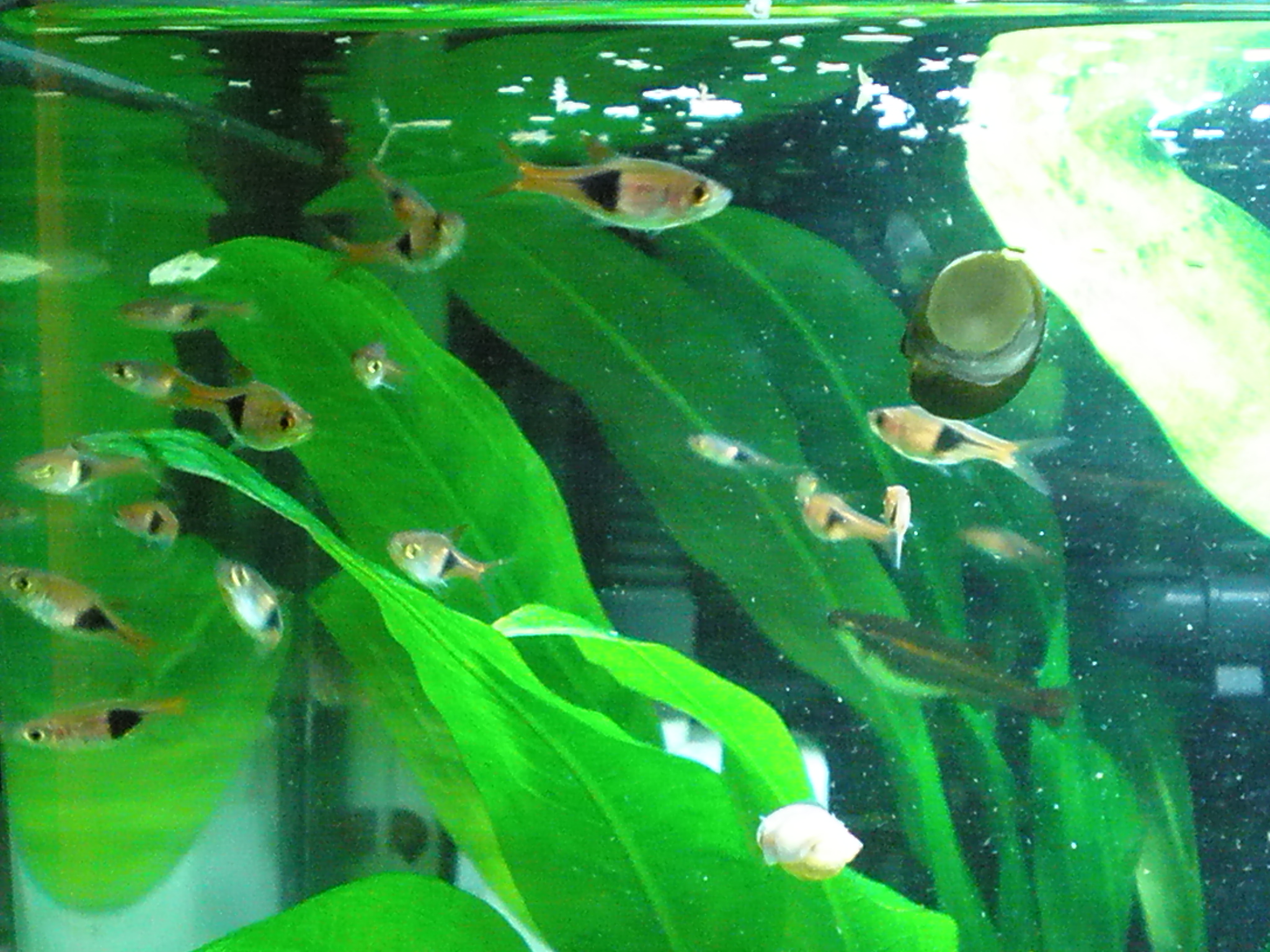 熱帯魚水草水槽 ｍｙ ｌｉｆｅ ｍｙ ｈｏｂｂｙ