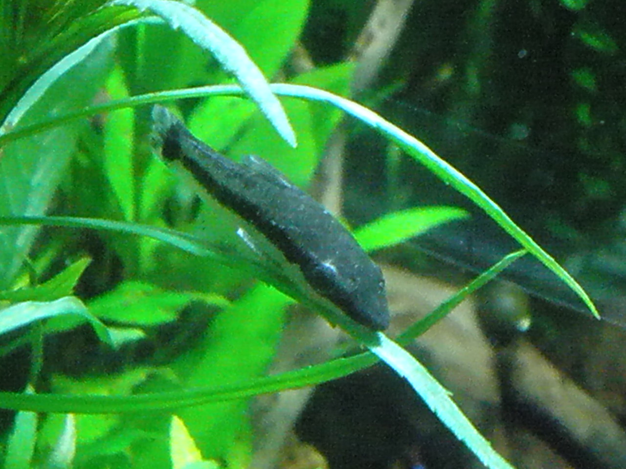 熱帯魚水草水槽 ｍｙ ｌｉｆｅ ｍｙ ｈｏｂｂｙ
