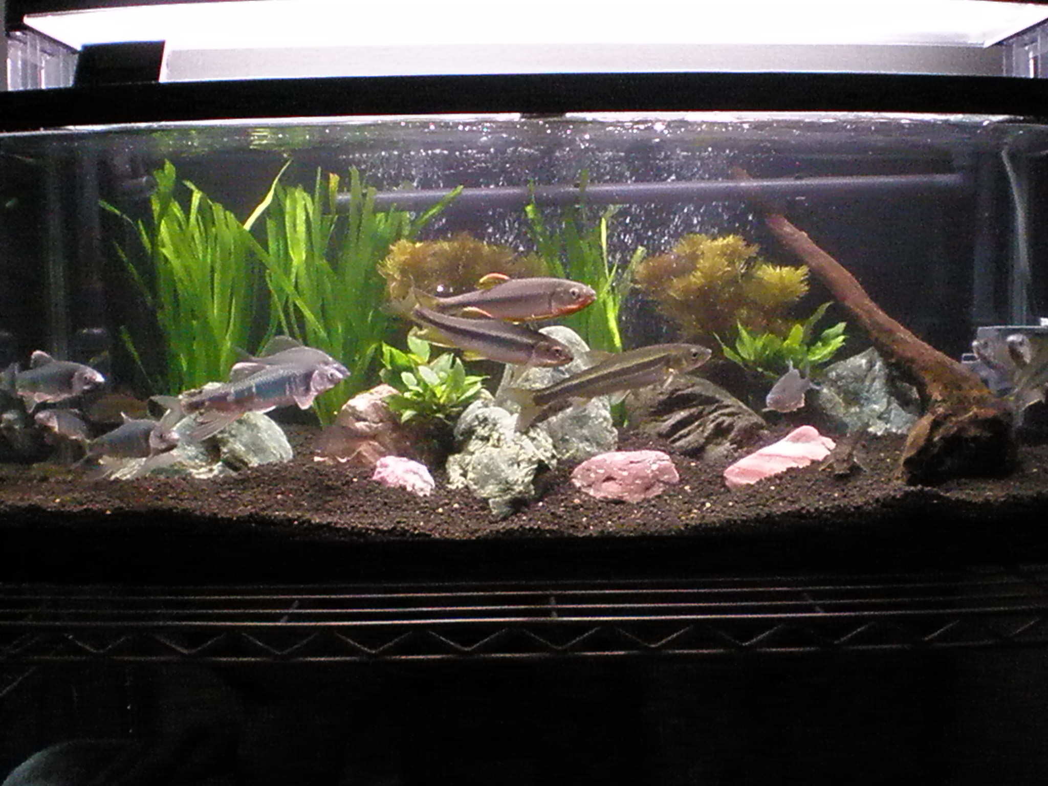 09年5月2日 ウグイの近況 ｍｙ ｌｉｆｅ ｍｙ ｈｏｂｂｙ