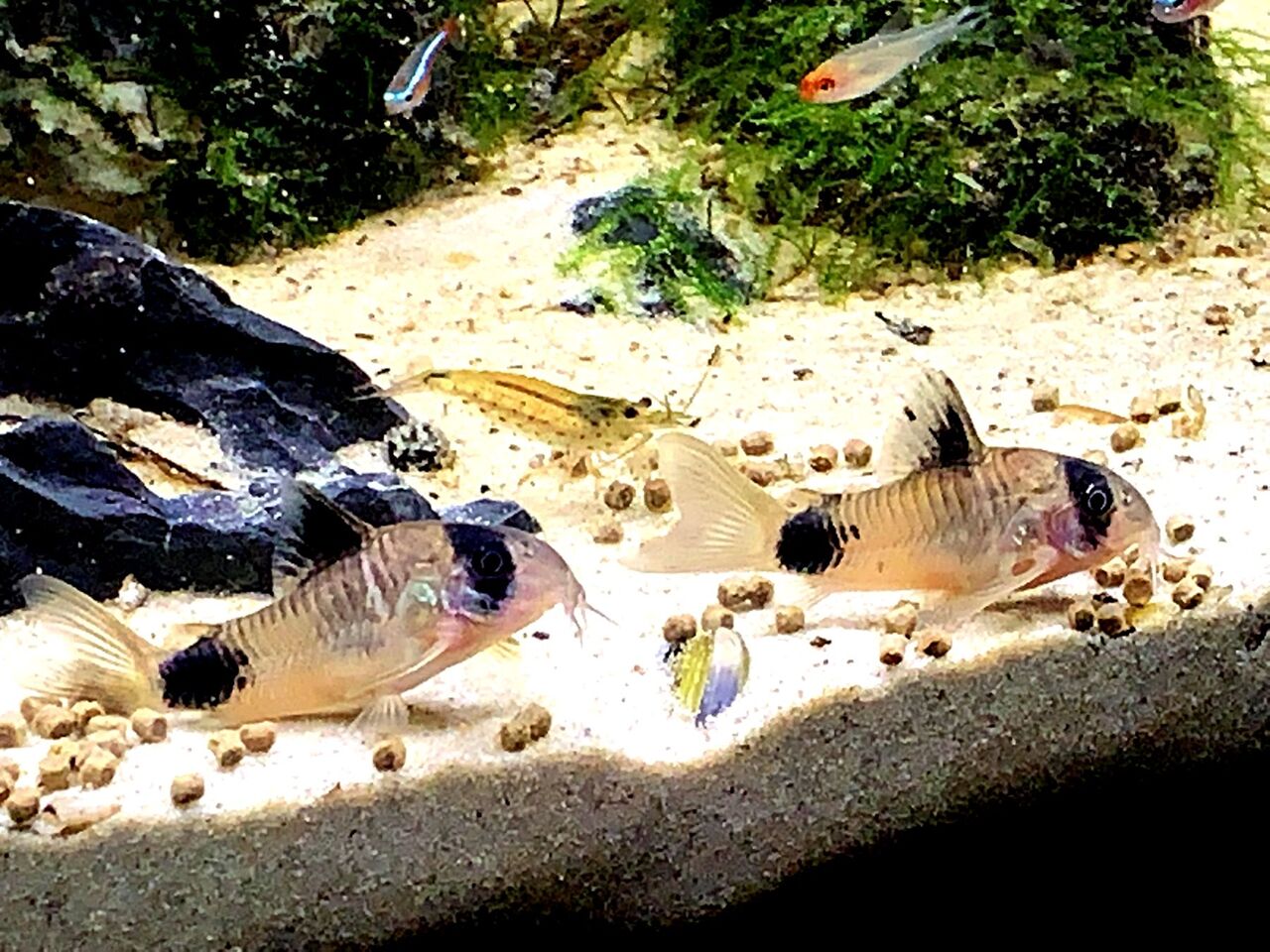 メンテナンス後のコリドラス ｍｙ ｌｉｆｅ ｍｙ ｈｏｂｂｙ