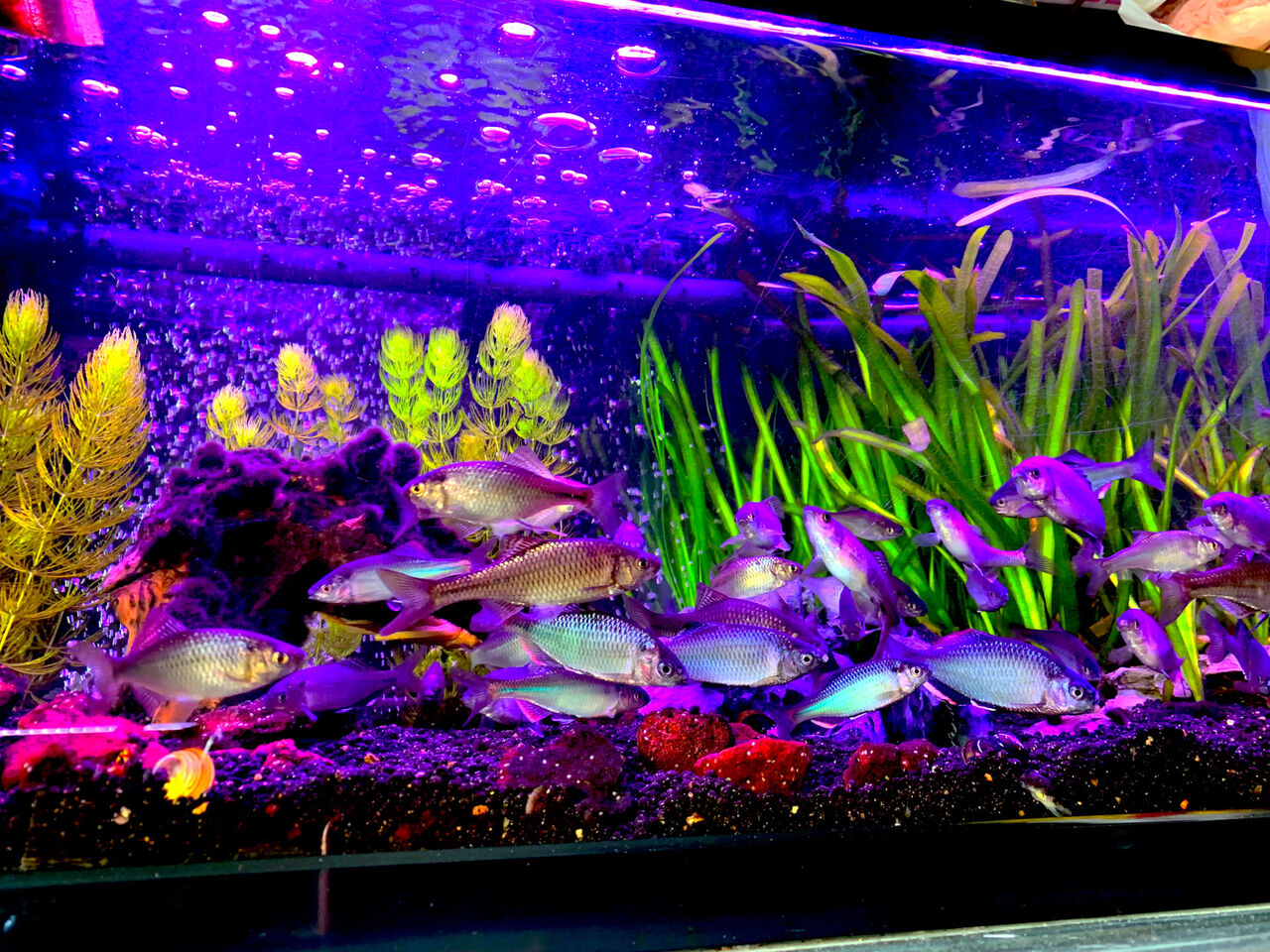 水草復調でコケ治まる ｍｙ ｌｉｆｅ ｍｙ ｈｏｂｂｙ