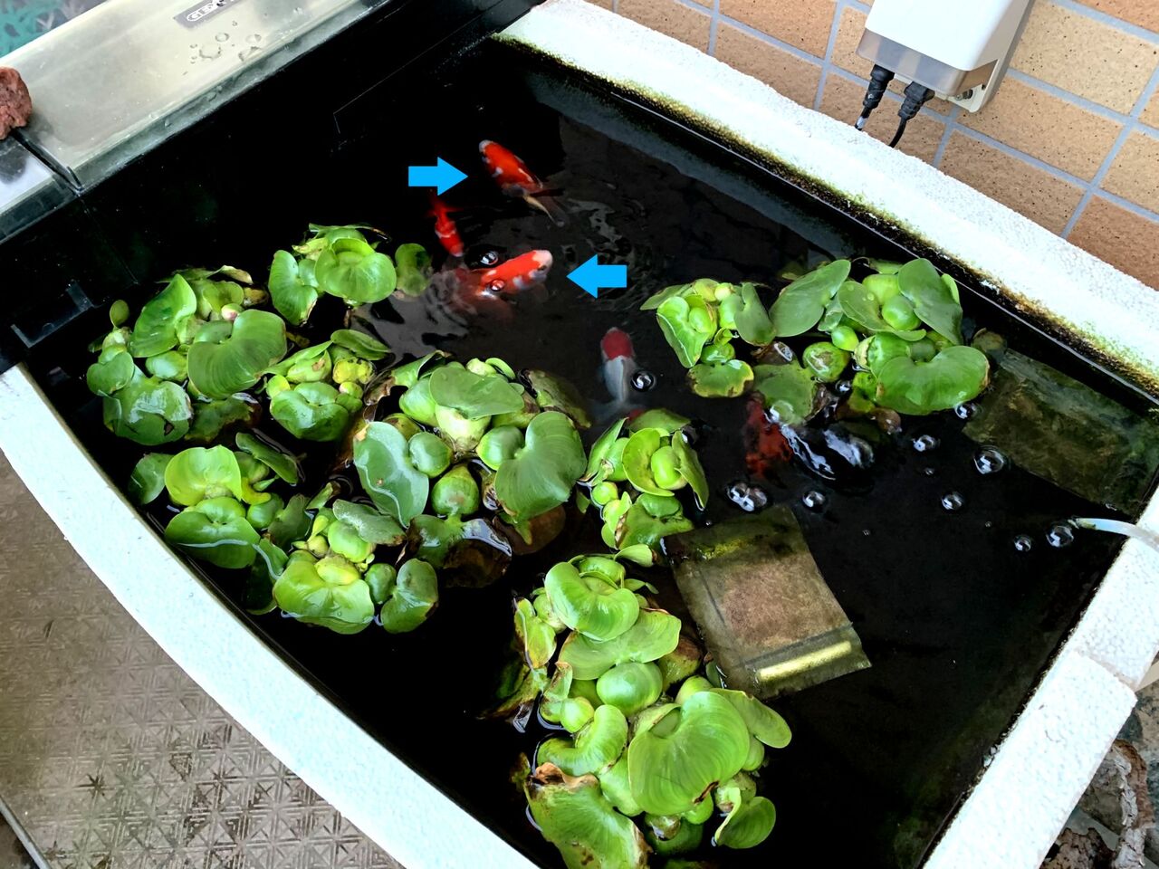 濃縮された休日 金魚追加と水換え 投薬 my life my hobby 濃縮された休日 金魚追加と水換え 投薬 my life my hobby