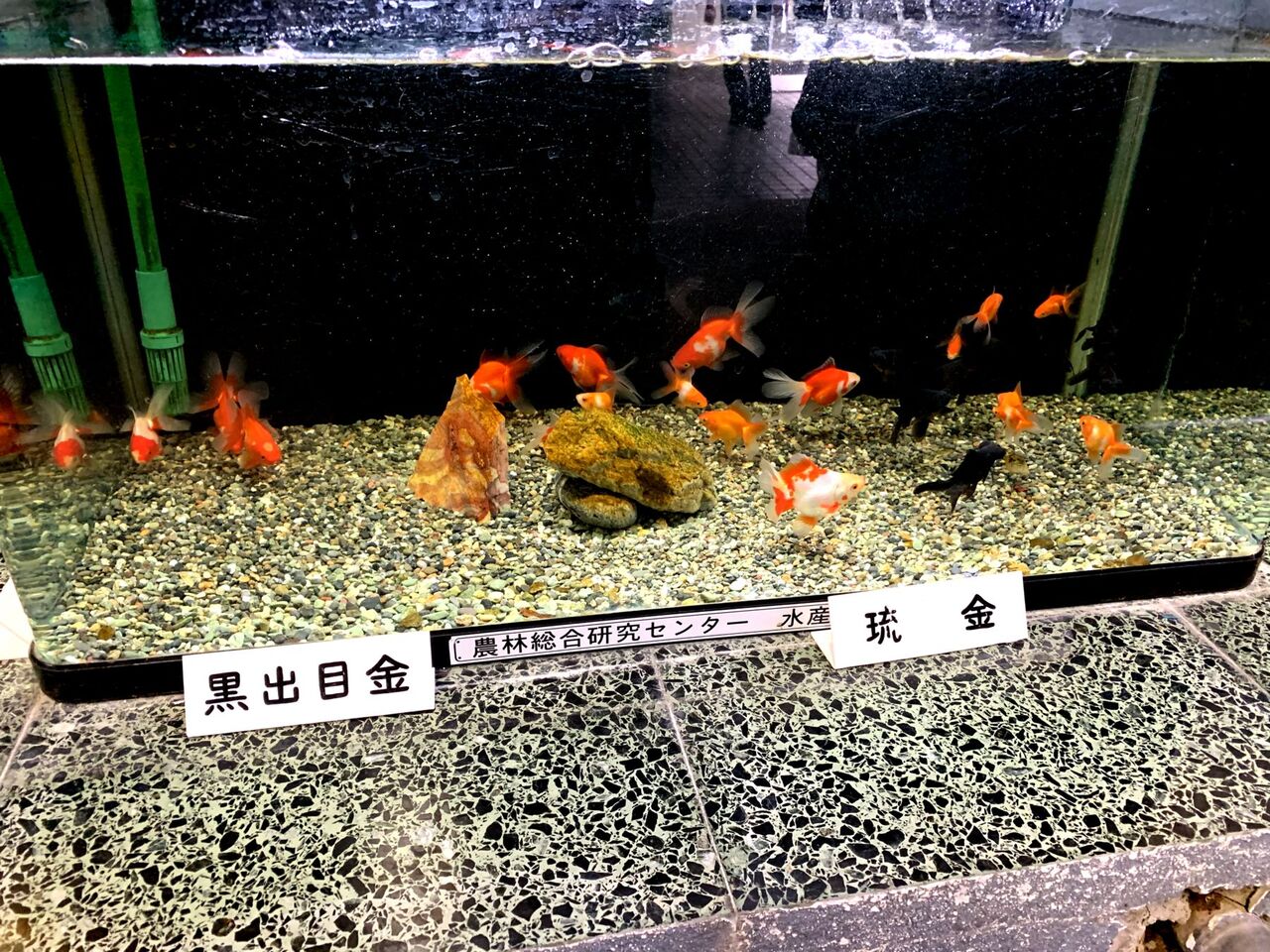 初めての埼玉養殖魚まつり19 観賞編 ｍｙ ｌｉｆｅ ｍｙ ｈｏｂｂｙ