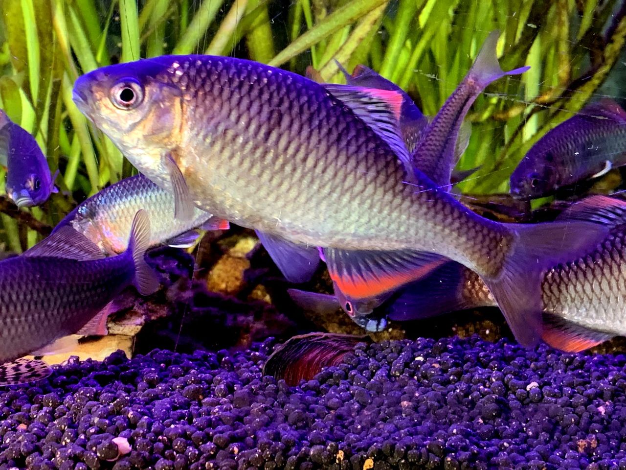 昨朝の光景 アカヒレとヤリのネジレ現象 ｍｙ ｌｉｆｅ ｍｙ ｈｏｂｂｙ