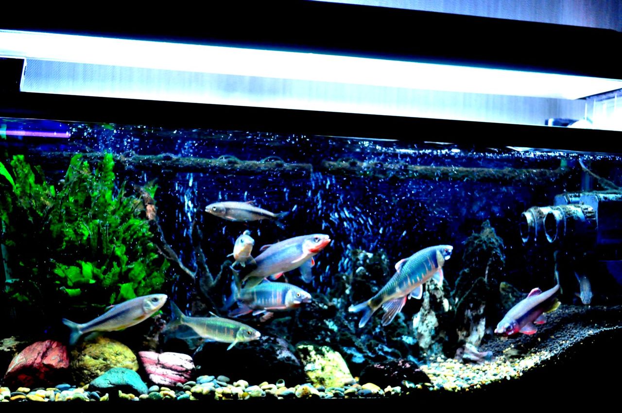 my life my hobby 日淡タナゴ混泳水槽 my life my hobby 日淡タナゴ混泳水槽