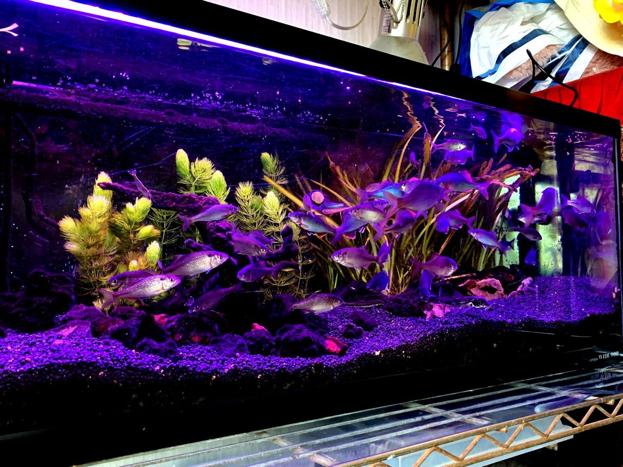 my life my hobby 日淡タナゴ混泳水槽 my life my hobby 日淡タナゴ混泳水槽