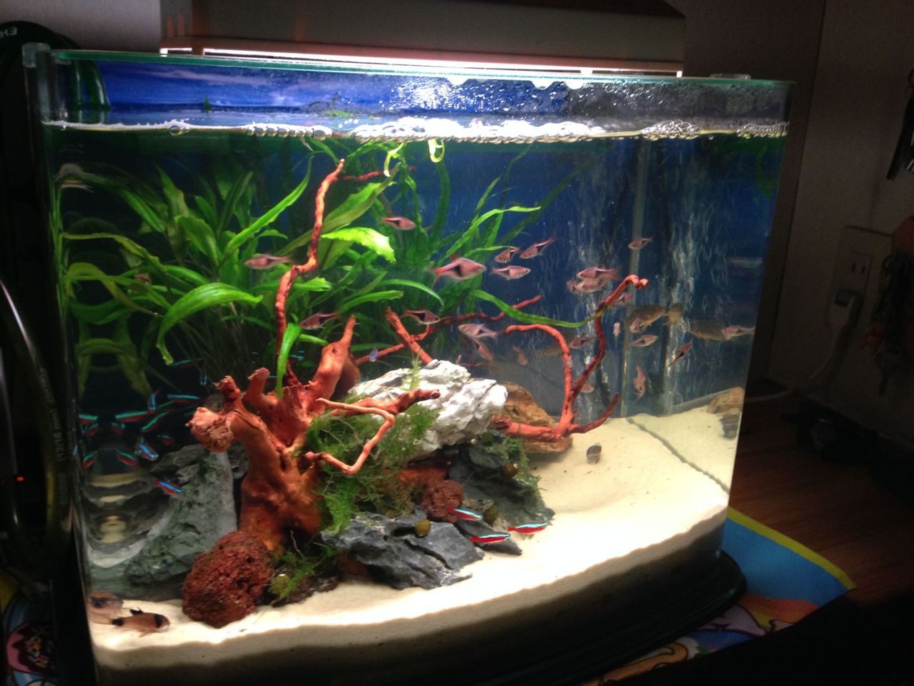 悪夢で大仕事 熱帯魚水槽リプレース my life my hobby 悪夢で大仕事 熱帯魚水槽リプレース my life my hobby