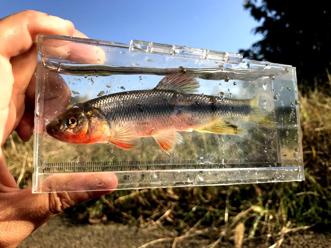 狙った釣果にオマケ付き ヌマムツ婚姻色個体初対面 ｍｙ ｌｉｆｅ ｍｙ ｈｏｂｂｙ