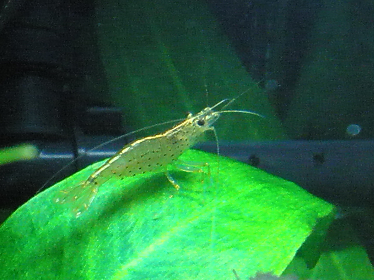 熱帯魚水草水槽 ｍｙ ｌｉｆｅ ｍｙ ｈｏｂｂｙ