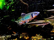 IMG_5654