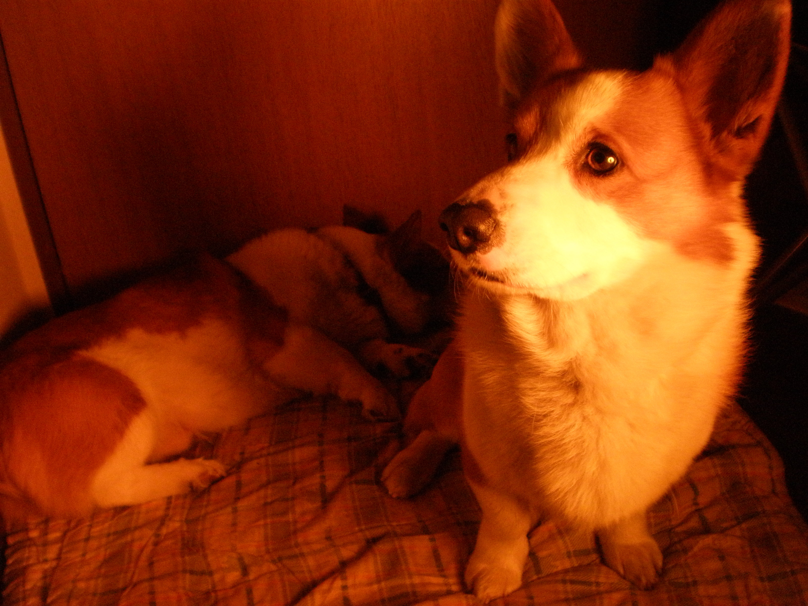 09年3月14日 犬ネタ ｍｙ ｌｉｆｅ ｍｙ ｈｏｂｂｙ