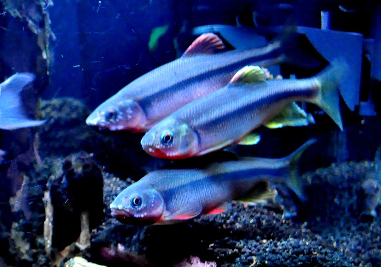 ヌマムツの婚姻色 初めて３匹同時発色 ｍｙ ｌｉｆｅ ｍｙ ｈｏｂｂｙ