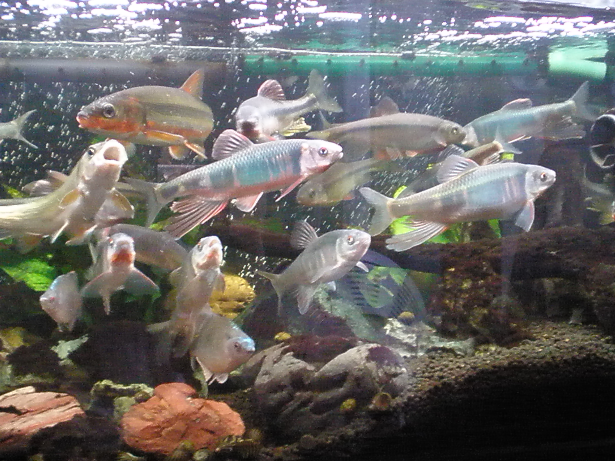 10年1月11日 のんびり水槽鑑賞 タナゴ以外編 ｍｙ ｌｉｆｅ ｍｙ ｈｏｂｂｙ