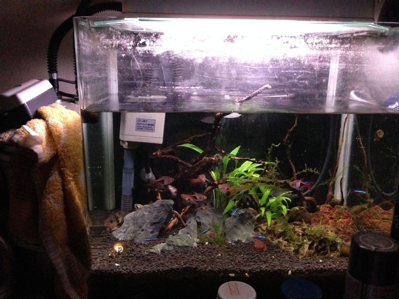外部フィルターリプレース予告 熱帯魚水槽編 my life my hobby 外部フィルターリプレース予告 熱帯魚水槽編 my life my hobby