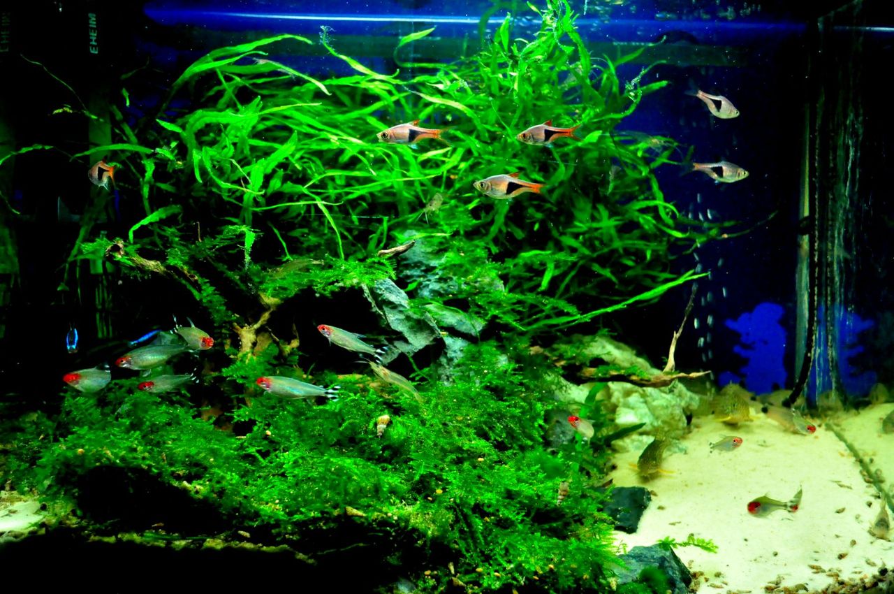 熱帯魚水槽の昨日 今日 my life my hobby 熱帯魚水槽の昨日 今日 my life my hobby