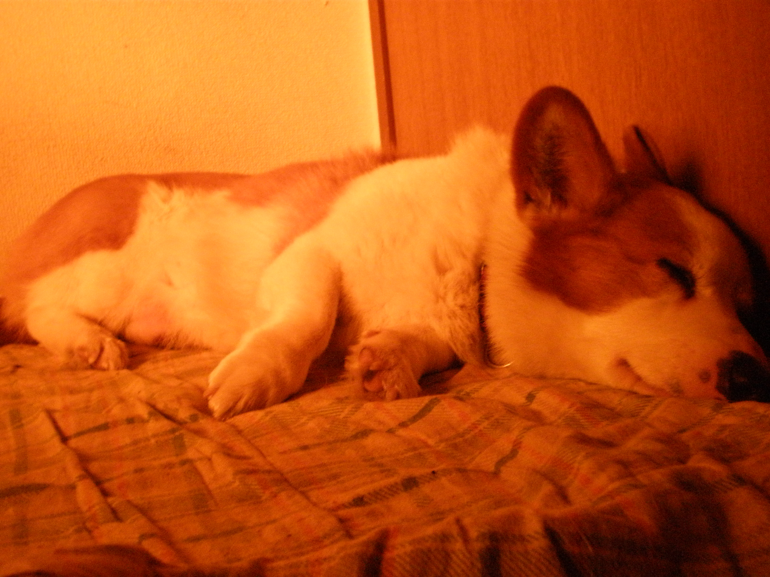 09年3月14日 犬ネタ ｍｙ ｌｉｆｅ ｍｙ ｈｏｂｂｙ