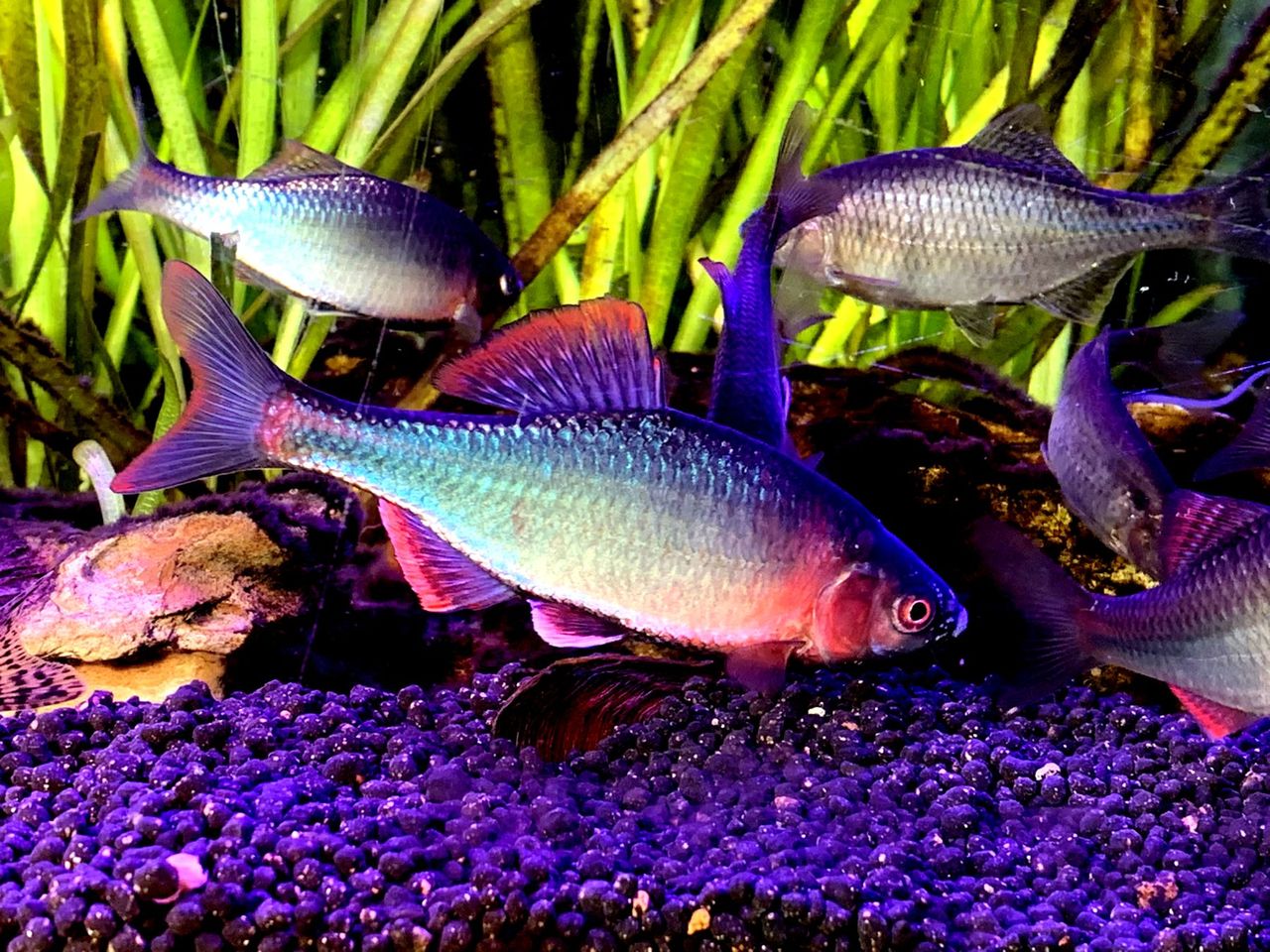 昨朝の光景 アカヒレとヤリのネジレ現象 ｍｙ ｌｉｆｅ ｍｙ ｈｏｂｂｙ