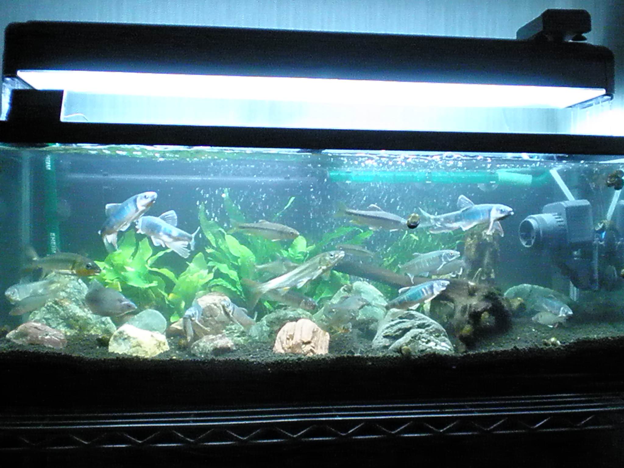 09年10月16日 水槽手入れ 日淡水槽編 ｍｙ ｌｉｆｅ ｍｙ ｈｏｂｂｙ