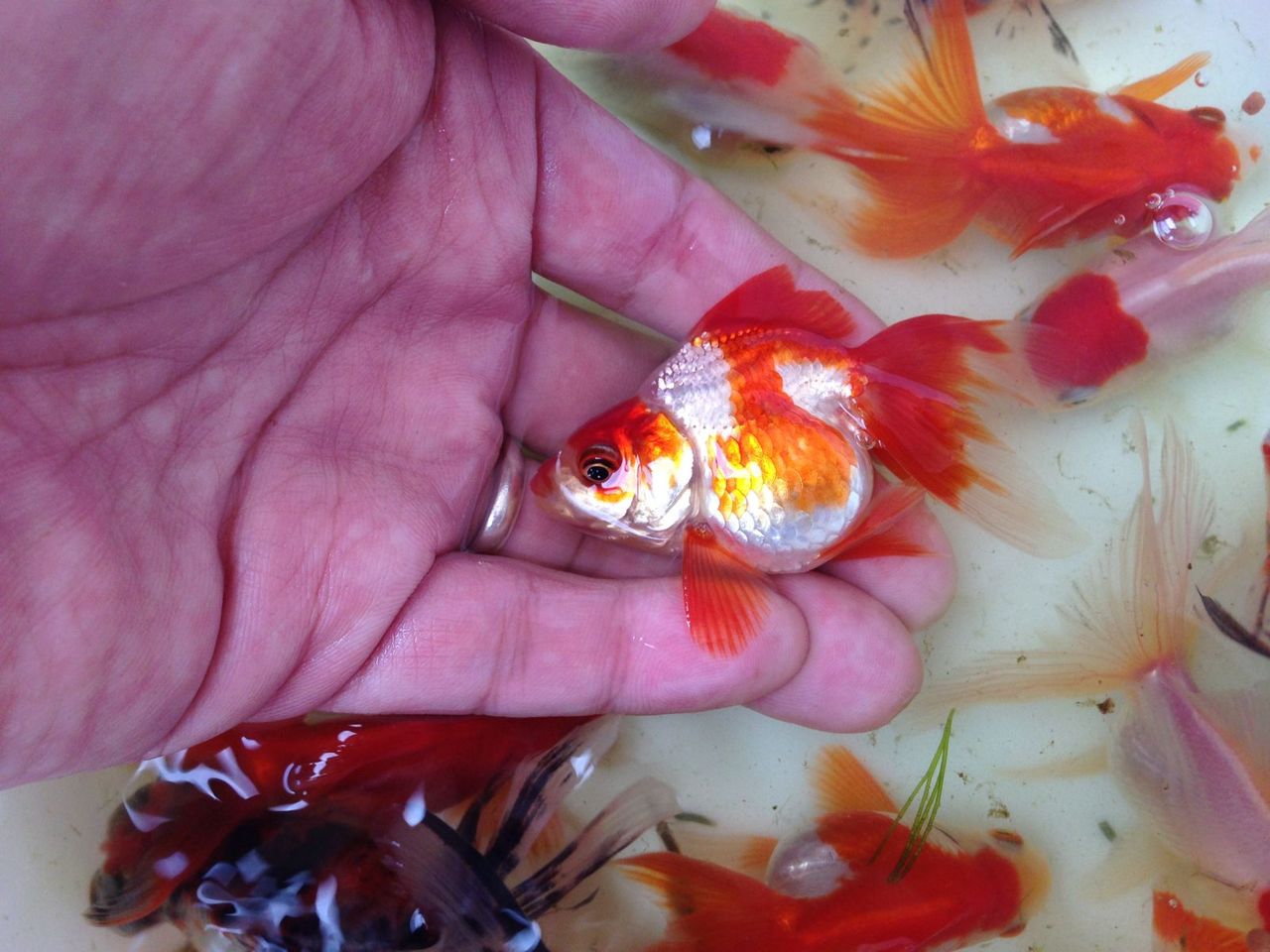 金魚プラ舟の水換え ｍｙ ｌｉｆｅ ｍｙ ｈｏｂｂｙ