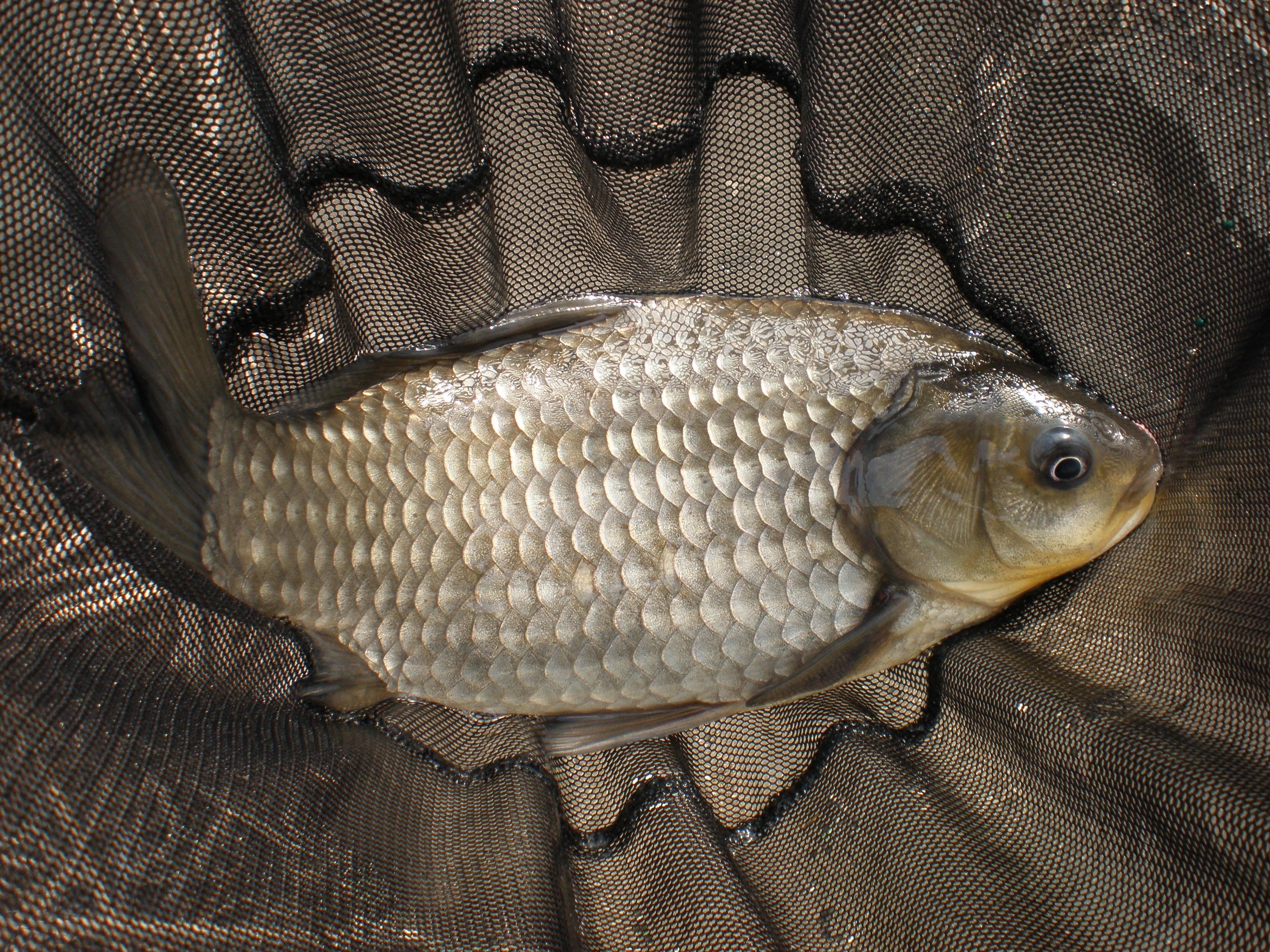 My Life ＆ My Hobby:10年3月13日 近場での雑魚釣り