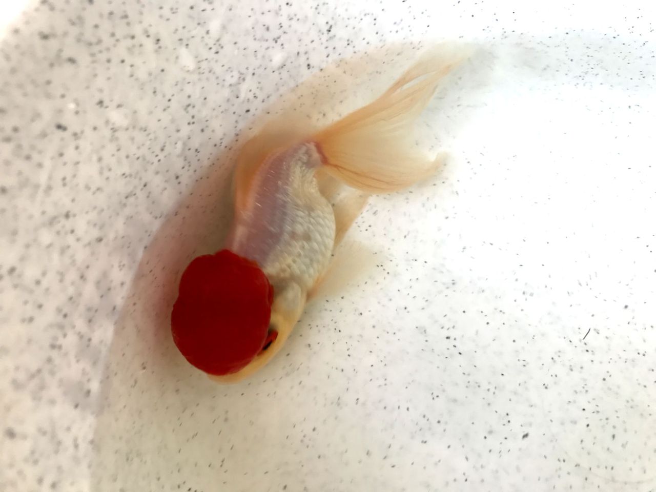 金魚経過観察 ｍｙ ｌｉｆｅ ｍｙ ｈｏｂｂｙ