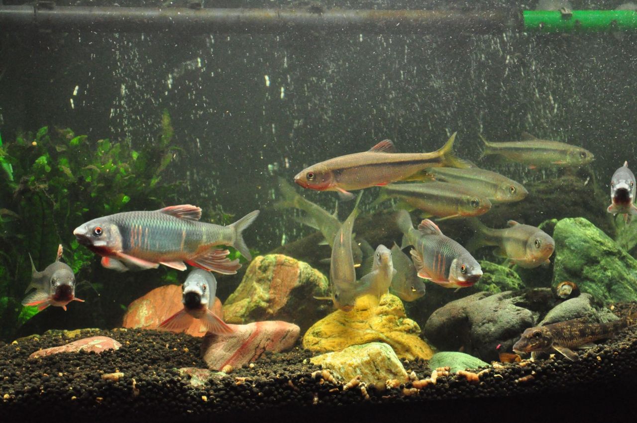 再び濁るオイカワ水槽 ｍｙ ｌｉｆｅ ｍｙ ｈｏｂｂｙ