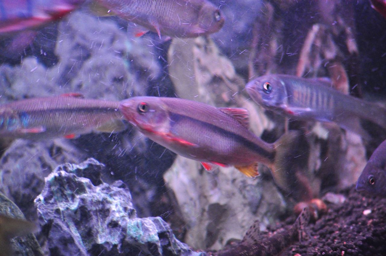 ヌマムツ ハエジャコ類では一番弱い ｍｙ ｌｉｆｅ ｍｙ ｈｏｂｂｙ