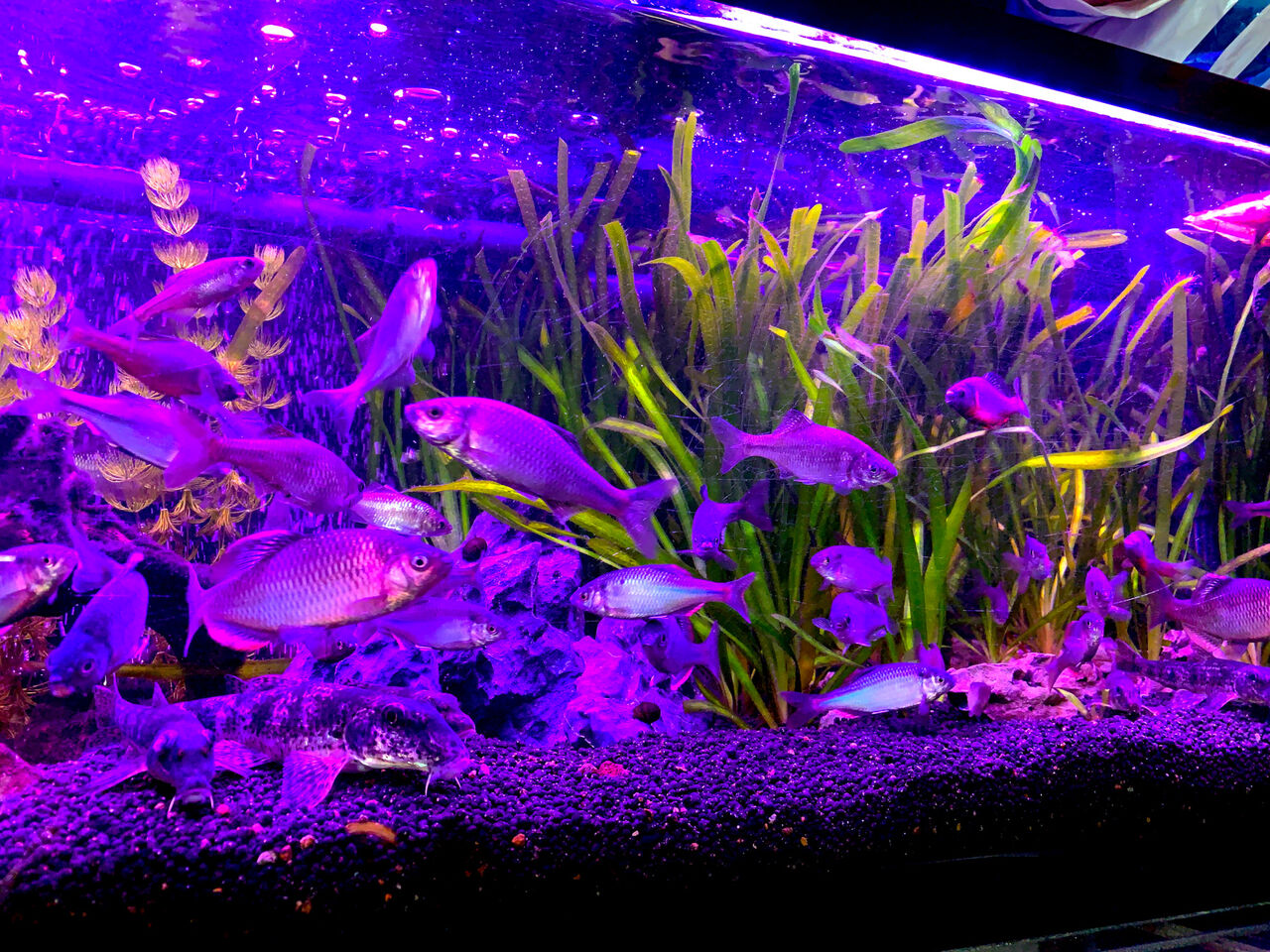 タナゴ水槽の近況 ｍｙ ｌｉｆｅ ｍｙ ｈｏｂｂｙ