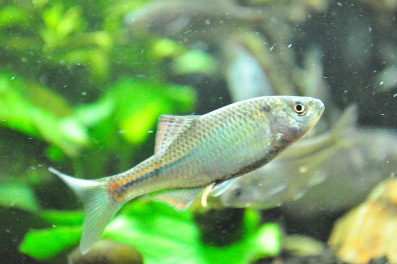 ミナミアカヒレタビラ 大原川 ミナミアカヒレタビラとは Vishuji 