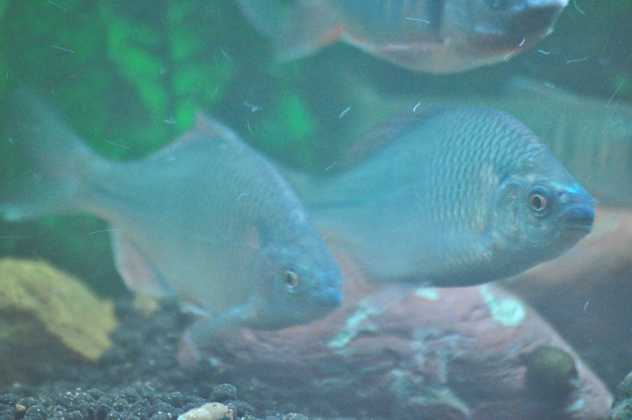 婚姻色上昇気配 ヌマムツ編 ｍｙ ｌｉｆｅ ｍｙ ｈｏｂｂｙ