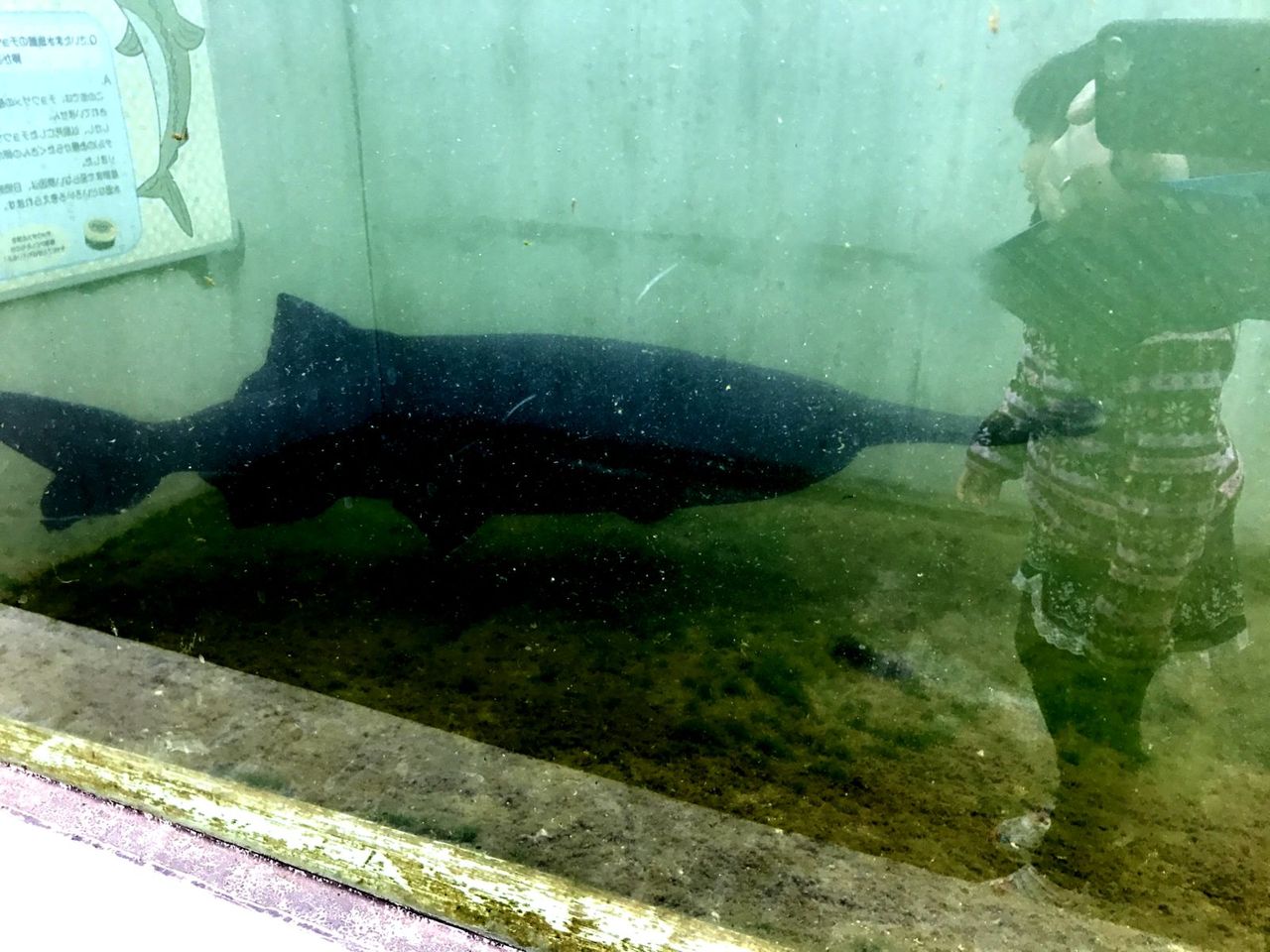 さいたま水族館 大型魚餌やり編 my life my hobby さいたま水族館 大型魚餌やり編 my life my hobby