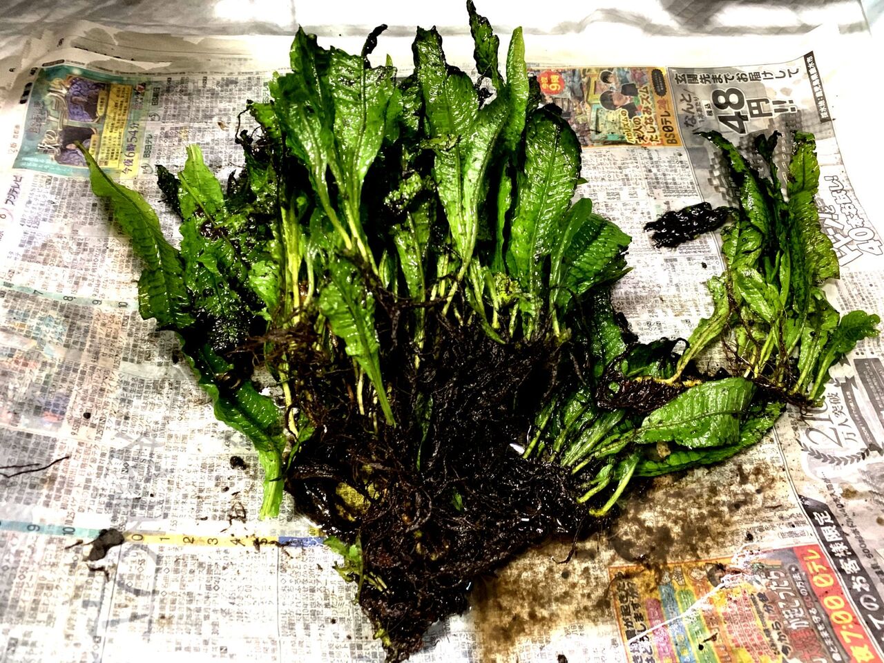 こちらの都合で外部フィルターメンテナンス ｍｙ ｌｉｆｅ ｍｙ ｈｏｂｂｙ