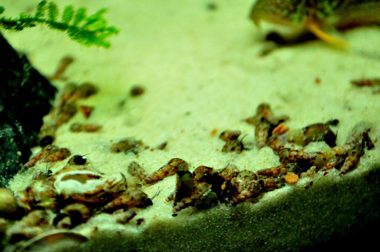 熱帯魚水槽の昨日 今日 ｍｙ ｌｉｆｅ ｍｙ ｈｏｂｂｙ